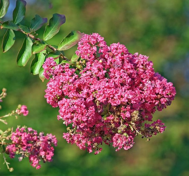 Lagerstroemia indica - Myrta krepová