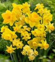 Čo spája obľúbený jarný kvet Narcis s narcismusom?