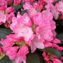 Rododendróny