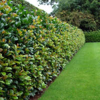 Vysoké živé ploty