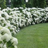 Kvitnúce živé ploty