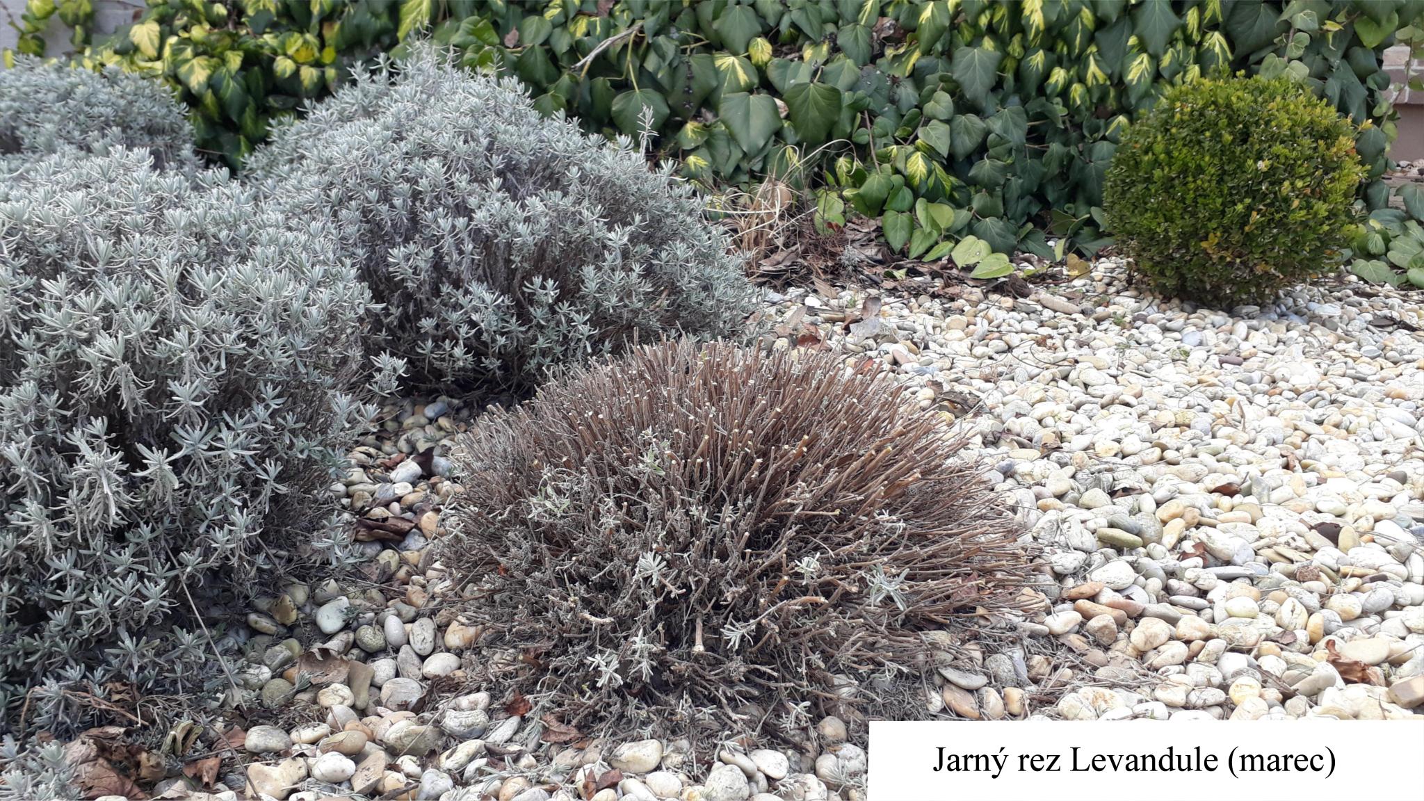 Takto vyzerá správny stav Levandule na jar
