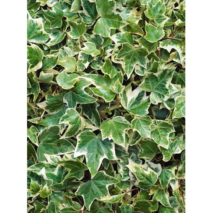 Bre?tan popínavý - Hedera helix ´Eva´ v závesnom koši - 40+cm