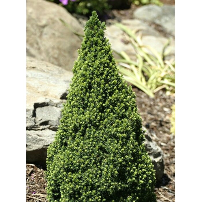 Smrek biely - Picea glauca ´Zuckerhut´- 10/15cm