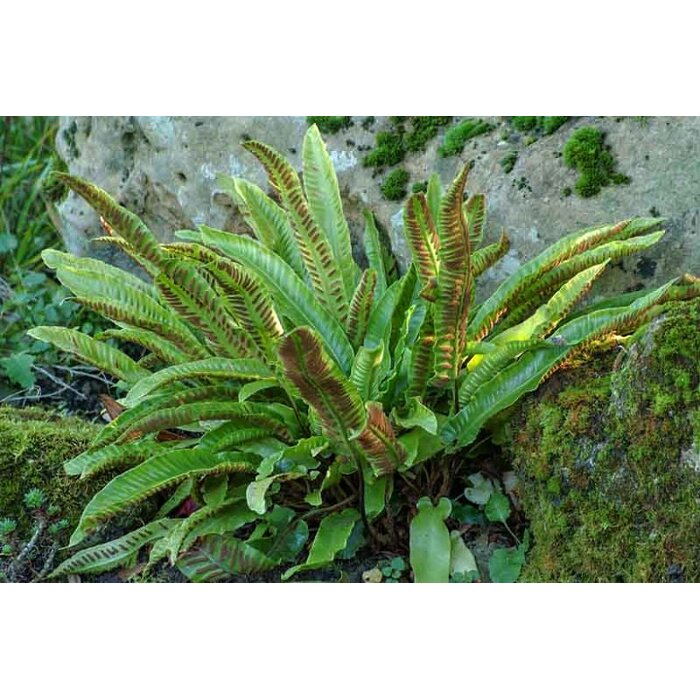 Papra? okrasná - Asplenium scolopendrium