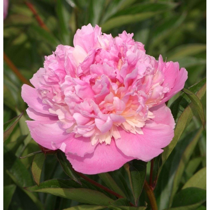 Pivonka ?ínska - Paeonia lactiflora ´Sorbet´