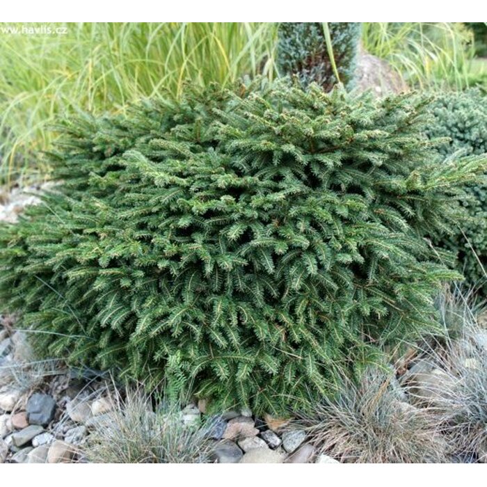 Smrek omorikový-balkánsky - Picea omorika ´Karel´ - 25/30cm