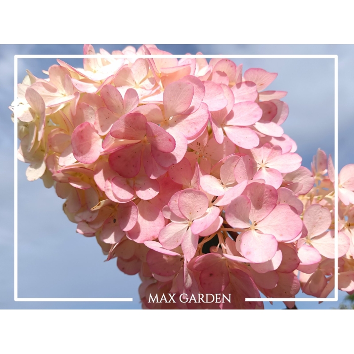 Hortenzia metlinatá - Hydrangea paniculata 'Vanille Fraise'- 25/30cm