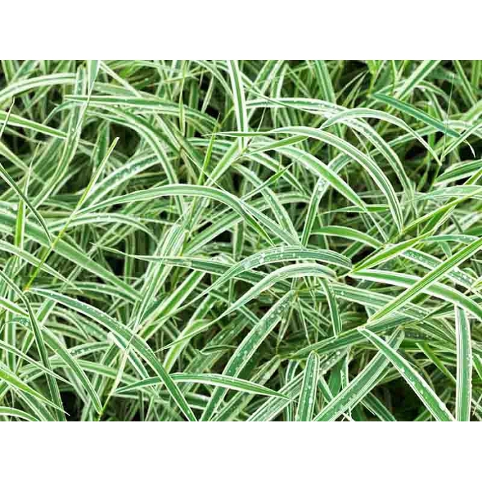 Ostrica japonská - Carex morrowii ´Variegata´