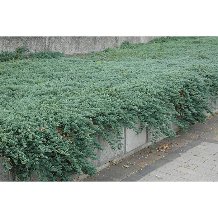 Borievka rozprestretá 'Ice Blue' - Juniperus horizontalis 'Ice Blue' - 15/20cm