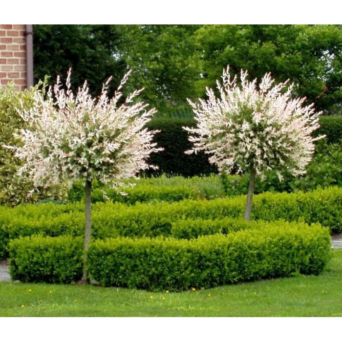 V?ba japonská - Salix integra ´Hakuro Nishiki´ KM120