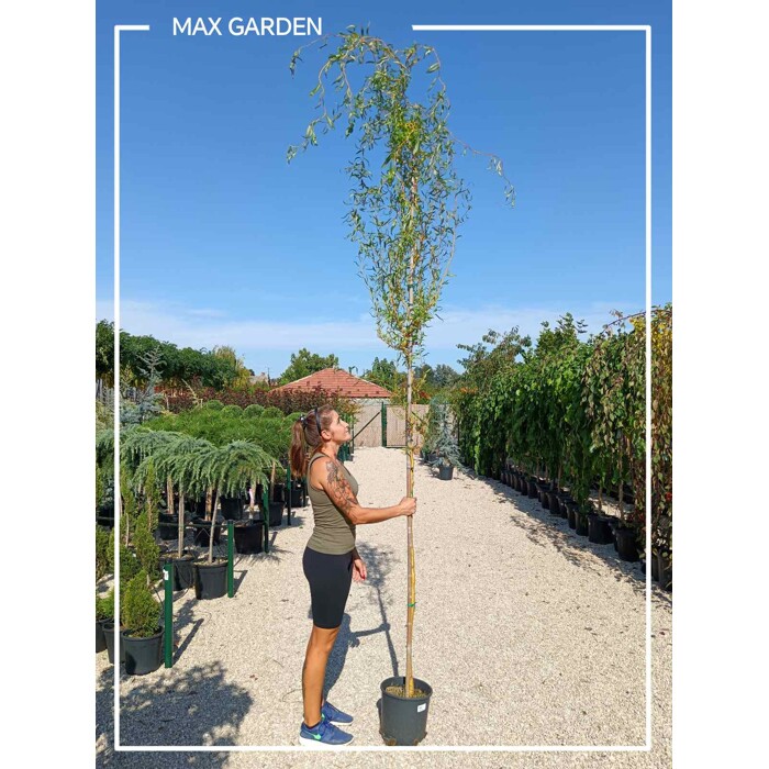 Salix erythroflexuosa – vŕba pokrútená | Dekoratívny strom s kľukatými konármi
