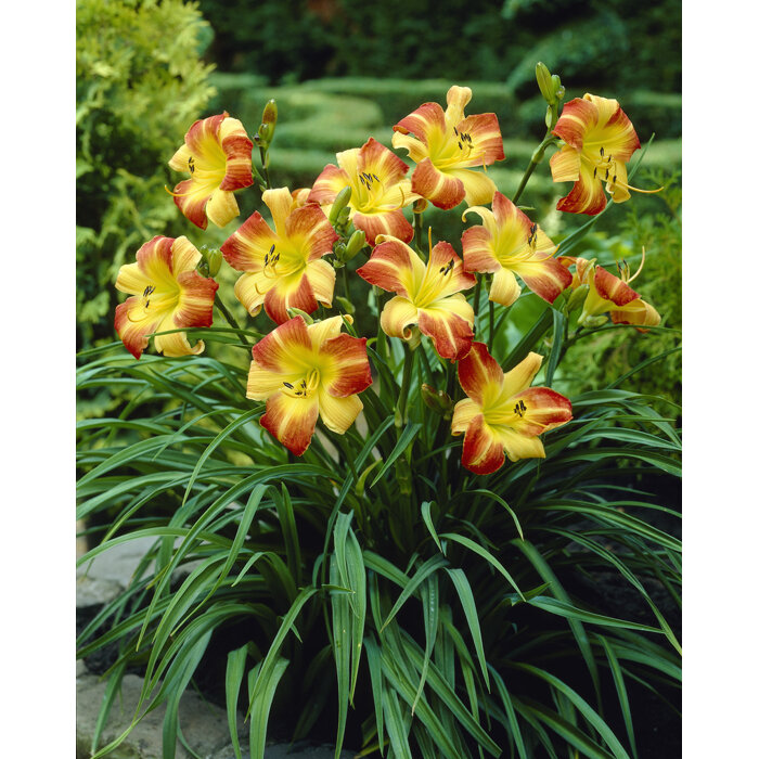 ?aliovka – Hemerocallis ´Frans Hals´