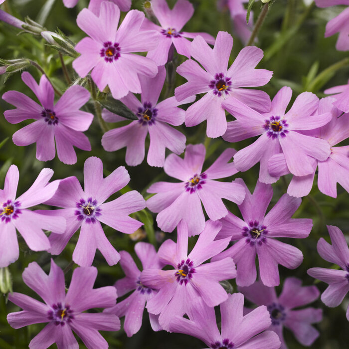 Flox šidlolistý - Phlox subulata  'Fort Hill'