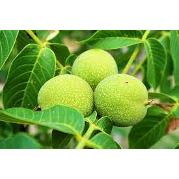 Juglans regia ´Alsószentiványi´ – orech vlašský | Veľkoplodá odroda s bohatou úrodou