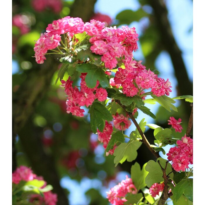 Hloh krivokališný - Crataegus laevigata 'Paul's Scarlet'  Co12L - KM120