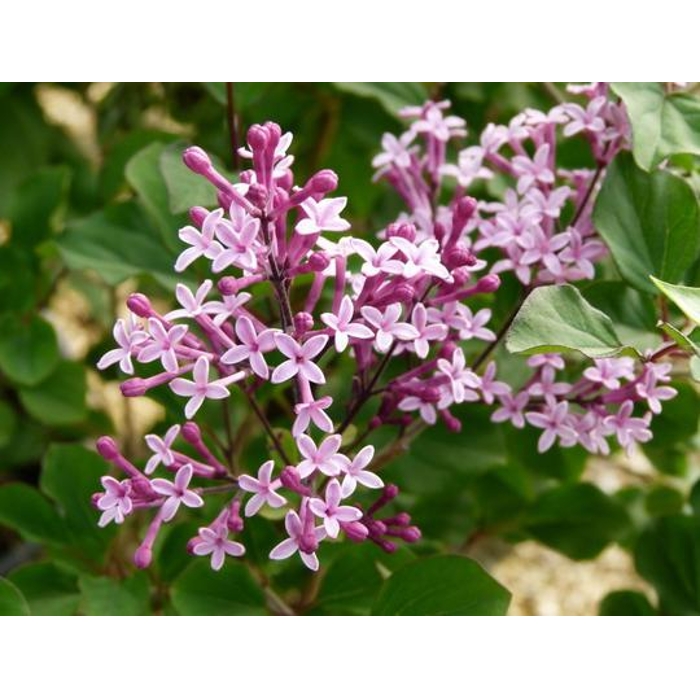 Syringa 'Red Pixie' - 40/60cm