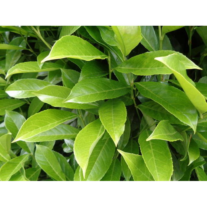 Vavrínovec lekársky - Prunus laurocerasus ´Genolia´ 60/80 Co3L