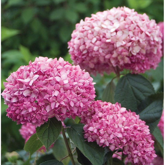 Hortenzia stromčekovitá - Hydrangea arborescens 'Pink Annabelle' Co3L 25/30