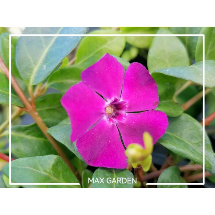 Zimozele? menšia - Vinca minor  'Atropurpurea'