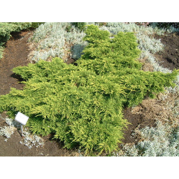 Borievka prostredná - Juniperus media ´Old gold´ Co2L