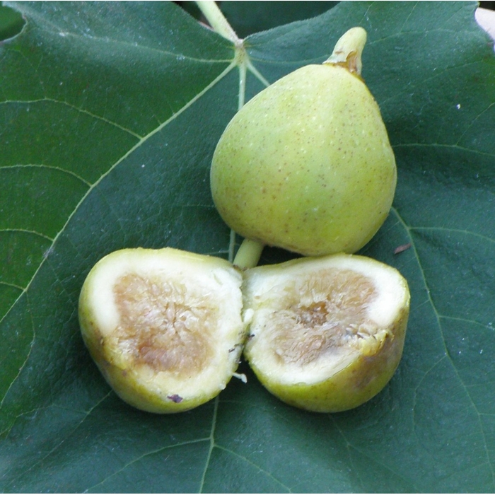 Figovník - Ficus carica ´Mary Lane´ (bezsemenné) - 30/40cm
