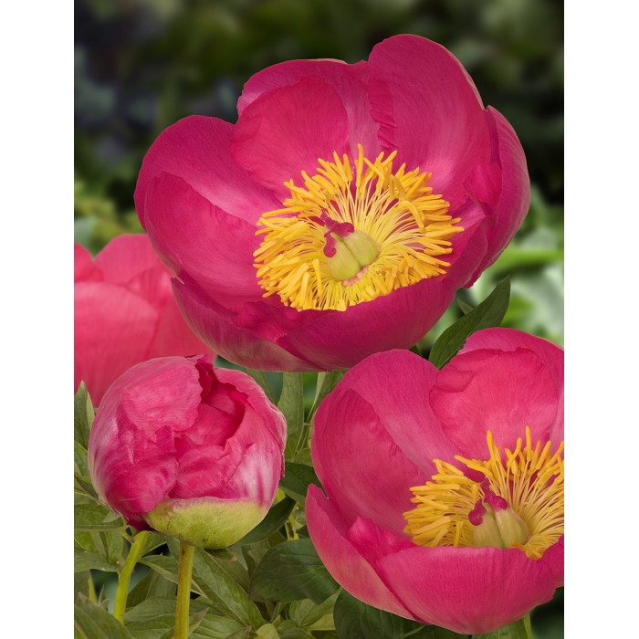 Pivonka ?ínska - Paeonia lactiflora 'Flame'  Co3L