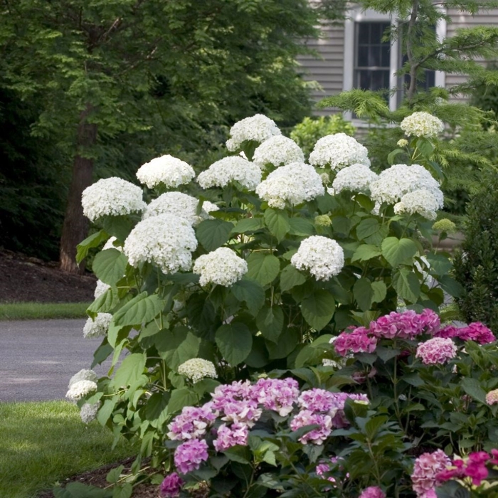 Hortenzia SILNÁ odroda Anabelle- Hydrangea arborescens 'Strong Annabelle'