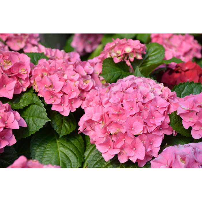 Hortenzia kalinolistá - Hydrangea macrophylla 'Early Rosa' - 20/30+cm