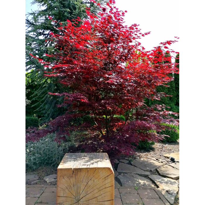 Javor dla?olistý NAJ?ERVEN?Í KULTIVAR  - Acer palmatum 'Fireglow'  - 70/100cm