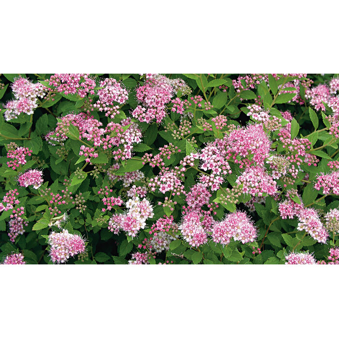 Spiraea japonica ´Little Princess´