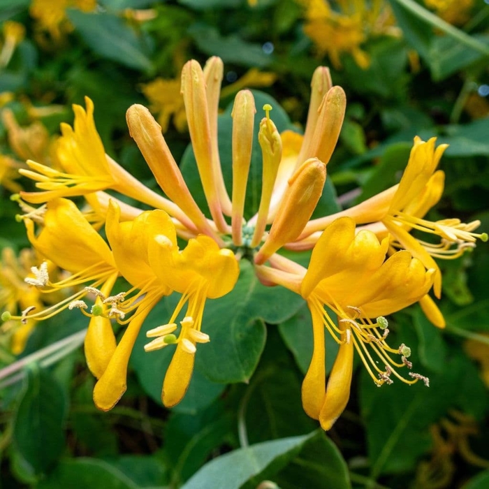 Zemolez Telmanniana - Lonicera x tellmanniana - 60/80cm