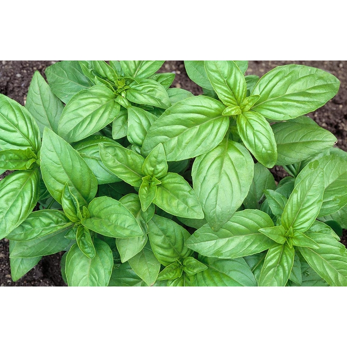 Bazalka - Ocimum Basilicum