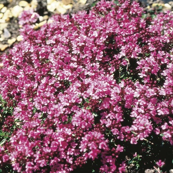 Dúška v?asná - Thymus praecox ´Coccineus´