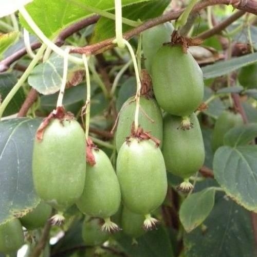 Actinidia arguta - Kiwi 'Issai'  -  samosprašná -60/80cm