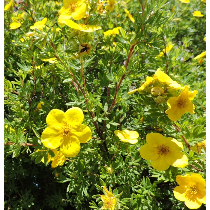 Nátržník - Potentilla fruticosa 'Goldfinger' Co1L