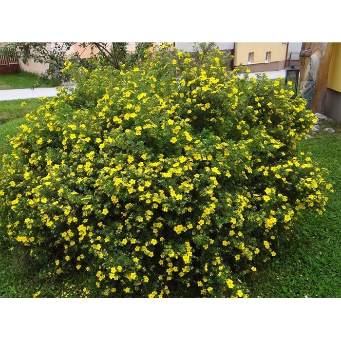 Nátržník - Potentilla fruticosa 'Goldteppich'