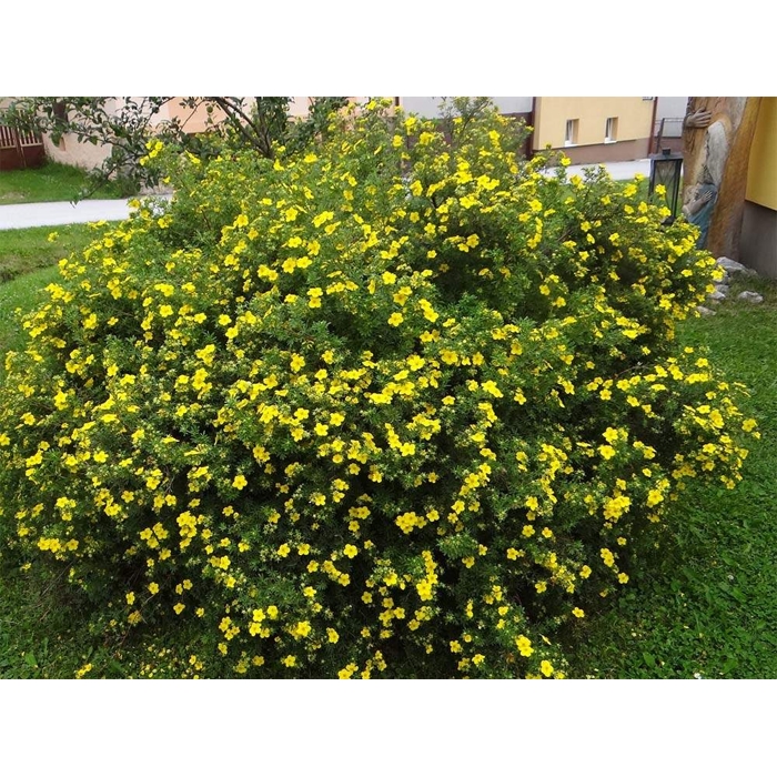 Nátržník - Potentilla fruticosa 'Goldteppich' Co1L