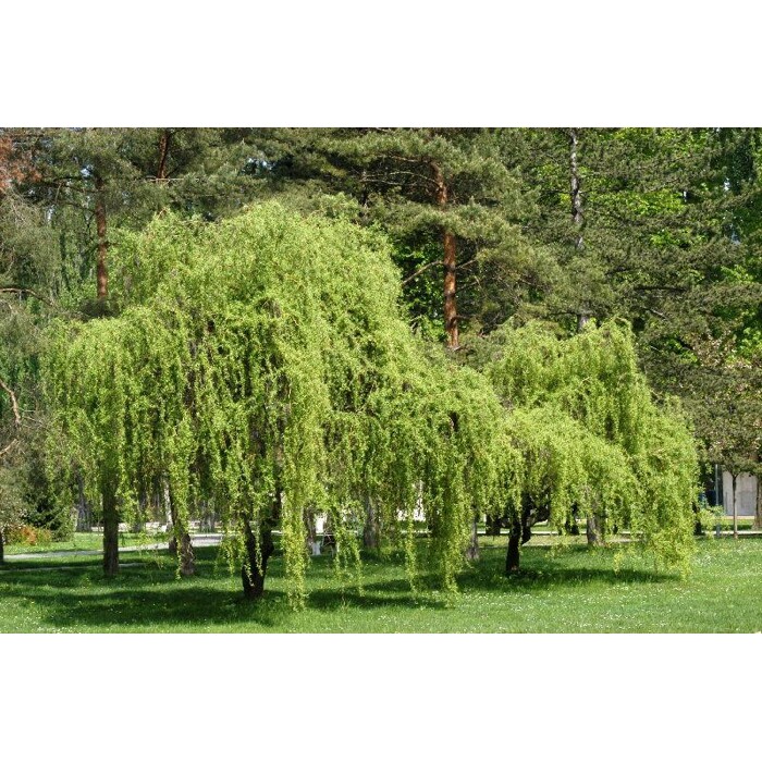 Salix matsudana ´Tortuosa´ - 200/260+cm