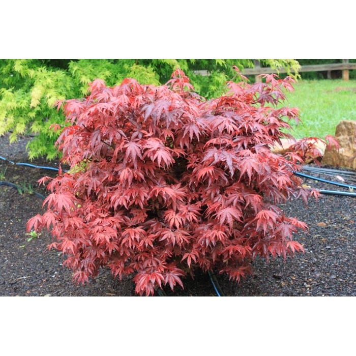 Javor dla?olistý  - Acer palmatum 'Shaina' - 80/100cm