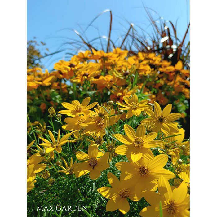 Coreopsis verticillata 'Zagreb'