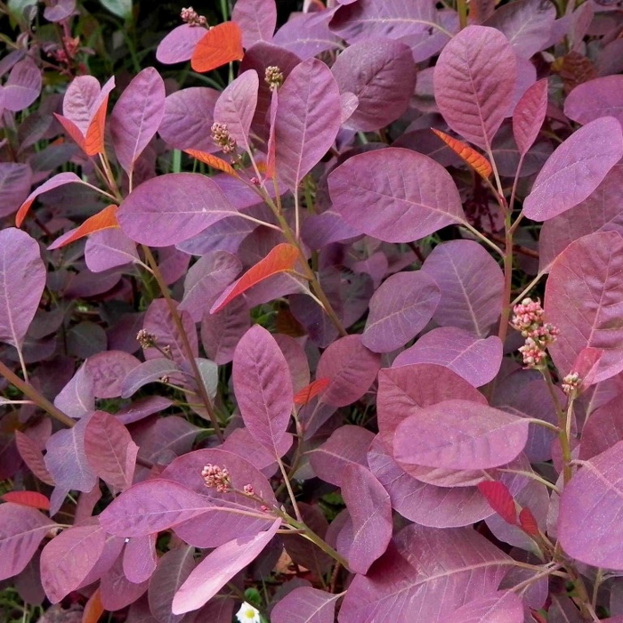 Škumpa vlasatá ‘Royal Purple’ – okrasný ker s fialovým listom | Maxgarden