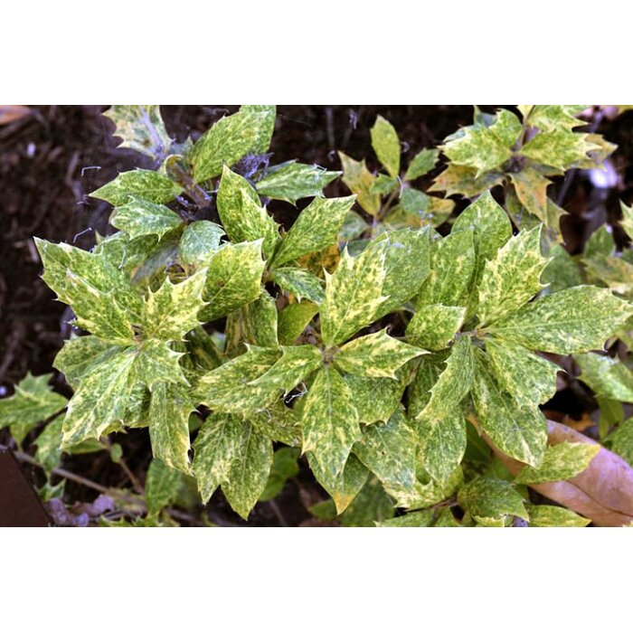 Osmanthus heterophyllus ‘Goshiki’ – vždyzelený ker s panašovanými listami