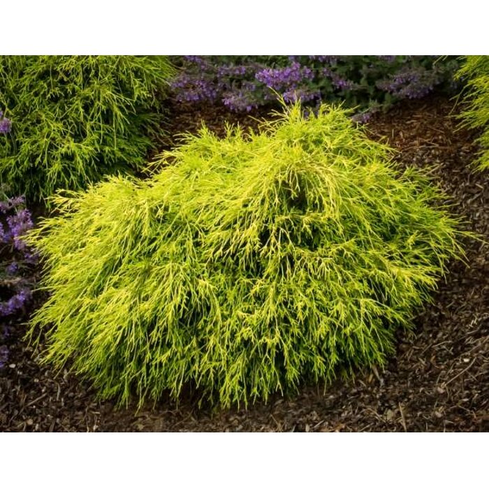 Cypruštek hrachonosý - Chamaecyparis pisifera 'Sungold' - 40+cm