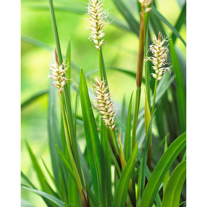 Ostrica japonská - Carex morrowii ´Irish Green´  Co9