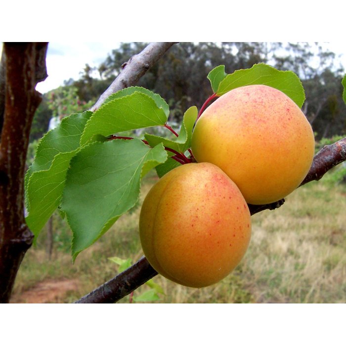 Marhuľa obyčajná - Prunus armeniaca  ´Maďarská´ - skorá Co5L
