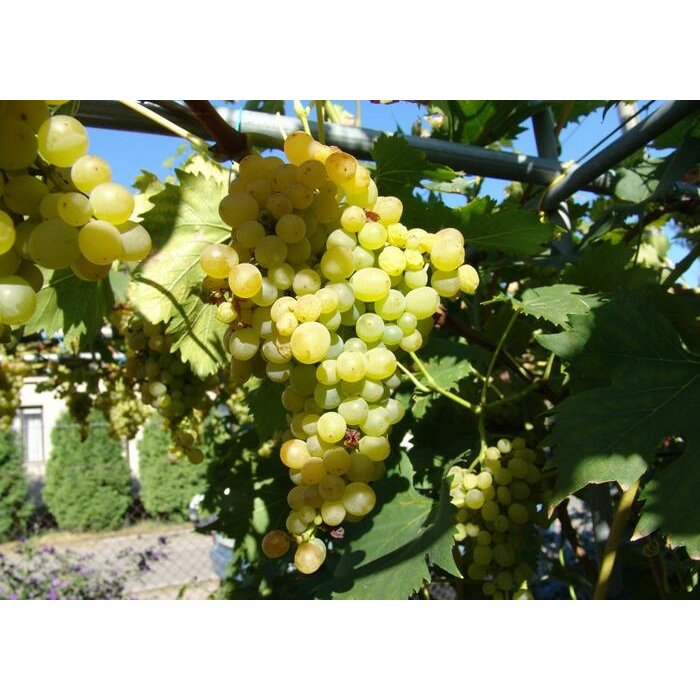 Vinič stolový - Vitis vinifera 'Zora´- biele bezsemenné Co3L KM20