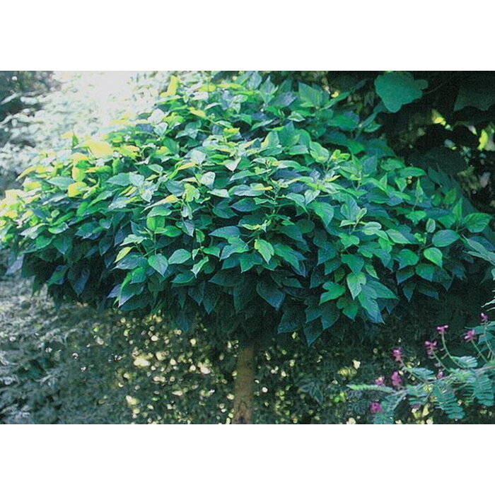 Moruša biela - Morus Alba ´Globosa´- na 140cm kmeni