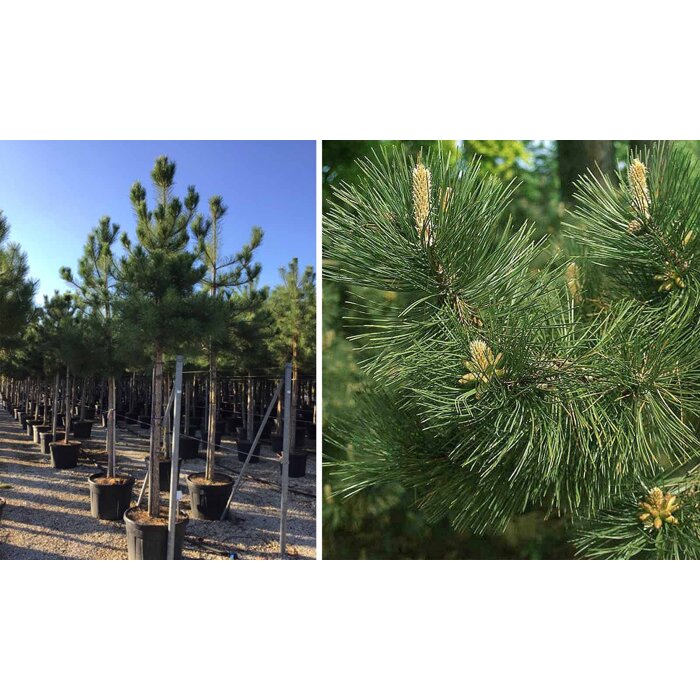 Pinus Nigra ´Brevifolia´  na 140cm kmeni
