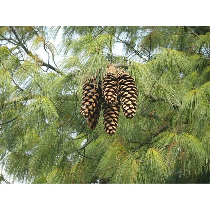 Pinus strobus ´Wallichiana´ - Borovica Himalajská  Co55L 200/+